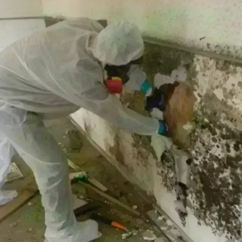 Mold Remediation and Removal in Paulina, LA